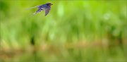04_DSC0040_Swallow_over_a_river_bank_flipped_74pc