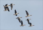 24_DSC6155_Greater_White-fronted_Goose_ft_Bean_Goose_bulk_61pc