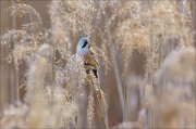 23_DSC3072_Bearded_Reedling_thickets_57pc