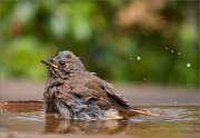 P1530379_Black_Redstart_bathing_with_droplets_61pc