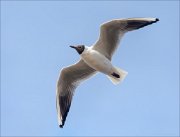 24_DSC6182_Black-headed_Gull_blush_89pc