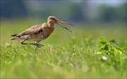 14_DSC1433_Black-tailed_Godwit_step_and_repeat_42pc