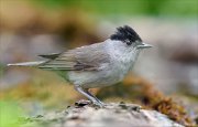 24_DSC9937_Eurasian_Blackcap_mitt_68pc
