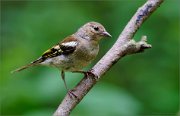 02_DSC1026_Chaffinch_young_deep_in_forest_83pc