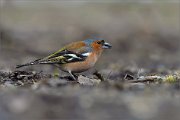 05_DSC1796_Chaffinch_with_sunflower_seed_70pc