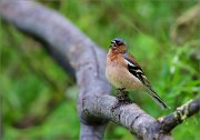 06_DSC5047_Chaffinch_song_of_freedom_73pc