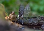 11_DSC5569_Willow_Tit_ft_Chaffinch_HDYD_68pc