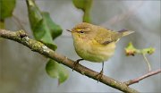 02_DSC9207_Chiffchaff_withleaves_of_appletree_50pc