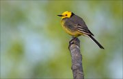 15_DSC4397_Citrine_Wagtail_gnarly_13pc