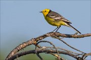 15_DSC4508_Citrine_Wagtail_fustic_33pc