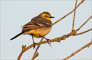 15_DSC4575_Citrine_Wagtail_spicy_44pc