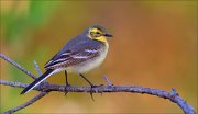 15_DSC4599_Citrine_Wagtail_significant_45pc
