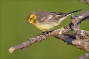 15_DSC4682_Citrine_Wagtail_anxiety_46pc