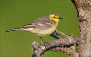 15_DSC4702_Citrine_Wagtail_humble_46pc