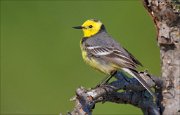 15_DSC4781_Citrine_Wagtail_impudent_54pc