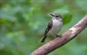 11_DSC3652_Collared_Flycatcher_play_up_58pc