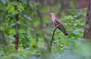 12_DSC7527_Common_Cuckoo_in_the_woods_51pc