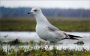 P1590161_Common_Gull_in_dull_day_72pc