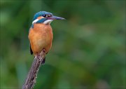 12_DSC9935_Common_Kingfisher_just_60pc