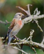 01_DSC6009_Common_Linnet_in_the_middle_of_chaos_54pc