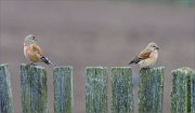 06_DSC0194_Common_Linnet_where_is_your_tail_crazy_headturn_66pc