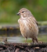 P1510957_Common_Linnet_female_in_the_pool_57pc