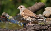 P1530791_Common_Linnet_juv_near_water_72pc