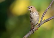 06_DSC7195_Common_Rosefinch_hot_and_loud_74pc