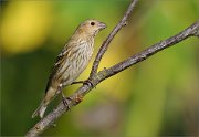 06_DSC7200_Common_Rosefinch_new_row_to_hoe_85pc