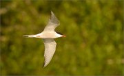 01_DSC4329_Common_Tern_flying_with_green_back_21pc