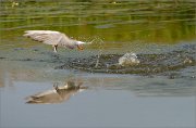 04_DSC1035_Common_Tern_with_fish_73pc