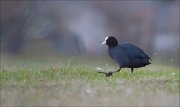 07_DSC5170_Coot_great_stride_59pc