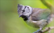 11_DSC1062_Crested_Tit_whirl_68pc