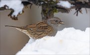 24_DSC7042_Dunnock_famish_50pc