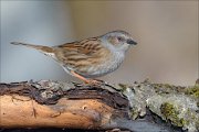 24_DSC7084_Dunnock_sweep_52pc