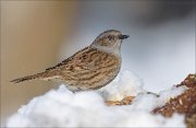 24_DSC7090_Dunnock_mood_49pc