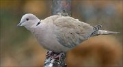 24_DSC5294_Eurasian_Collared_Dove_lever_92pc