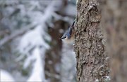 03_DSC3904_Eurasian_Nuthatch_winter_actuality_71pc