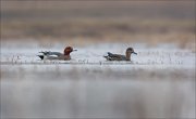 24_DSC5948_Eurasian_Wigeon_join_29pc