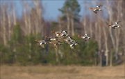 24_DSC6388_Eurasian_Wigeon_mob_55pc