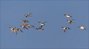 24_DSC6390_Eurasian_Wigeon_flux_45pc