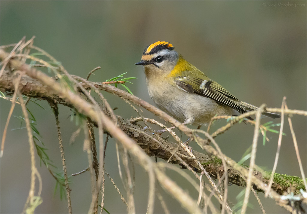 19_DSC8355_Firecrest_conceived_30pc.jpg