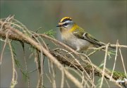 19_DSC8355_Firecrest_conceived_30pc