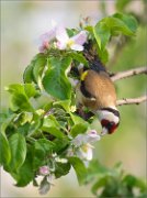 03_DSC7555_Goldfinch_with_appletree_flowers_18pc