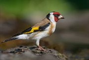 25_DSC0342_European_Goldfinch_model_85pc