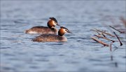 07_DSC5211_Great_Crested_Grebe_in_couple_39pc