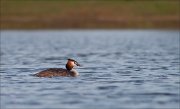 07_DSC5222_Great_Crested_Grebe_floating_62pc