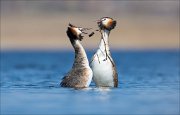 16_DSC8791_Great_Crested_Grebe_ceremonial_33pc