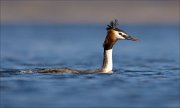 16_DSC8816_Great_Crested_Grebe_lean_35pc