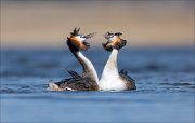 16_DSC8845_Great_Crested_Grebe_display_24pc